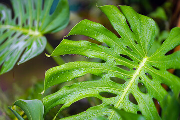 Close-up of green monstera or philodendron leaves with raindrops on them. © Oporty786