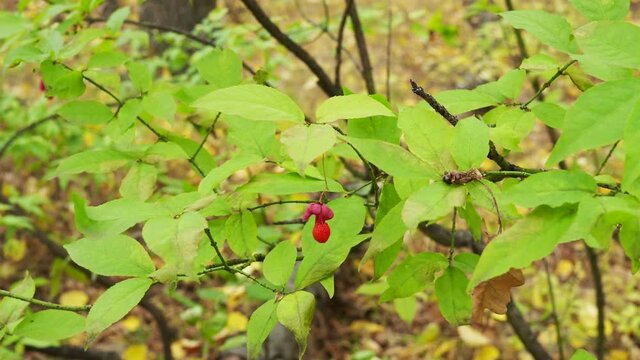 Spindle Tree, Red Cascade (Euonymus europaeus), autumn flowers