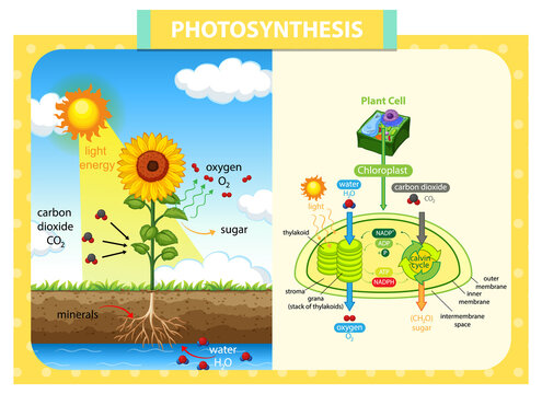 Diagram showing process of photosynthesis in sunflower