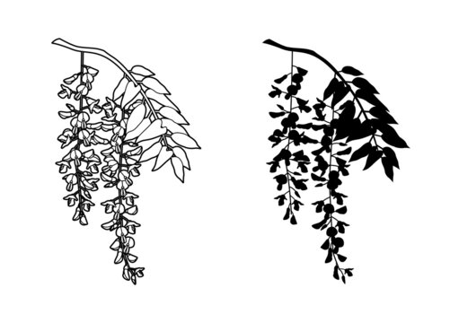 wisteria branch black and white botanical art clip art preview