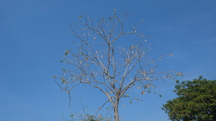 tree and sky