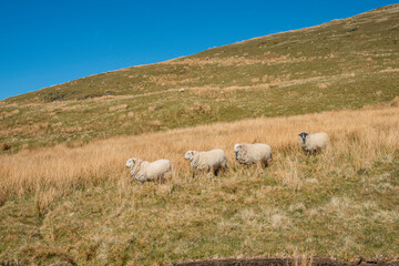 Fototapeta premium Sheep lambs in the mountains in Wales.