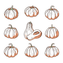 Fresh Pumpkin Illustrations Set. Squash sketches collection for stickers, prints, invitation, menu and greeting cards design and decoration
