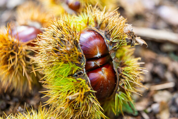 Ripe chestnuts, still in their hedgehog, just fallen from the tree.
