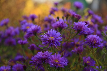 lilac flowers in the form of daisies in autumn on a beige background