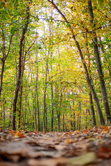 Trail in the autumn forest at dawn
