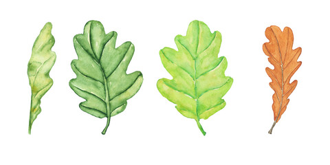 Oak leaf set isolated on white background. Watercolor hand drawing illustration. Aquarelle brown and green leaf. Perfect for print, card.