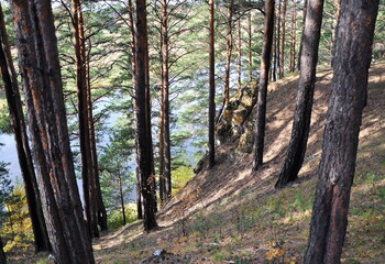 The trunks of pine trees growing on the slope going into the water.