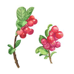 Cowberry branch elements isolated on white background. Watercolor hand drawing illustration. Perfect for food design, healthy style, menu, print.