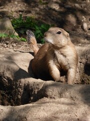 Obraz premium Prairie Dog