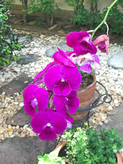 Purple Dendrobium orchid flowers in the garden.