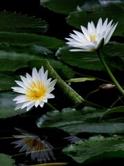 White water lily with reflection