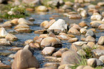 Fototapeta na wymiar wild bird bathing in small stream (Linaria cannabina)