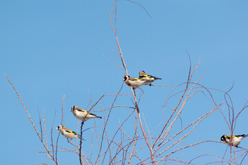 goldfinch (carduelis carduelis) perched in the branches of a tree singing