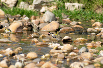 goldfinches (carduelis carduelis) drinking water and bathing in small river