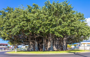 Banian emblématique du rond-point de la Glacière, Le Port, île de la Réunion 