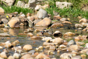 goldfinches (carduelis carduelis) drinking water and bathing in small river