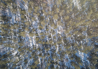 Pine forest pattern background