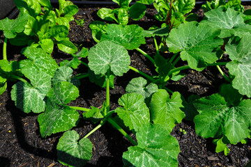 Vegetable garden in a Suburban Sydney Backyard NSW Australia