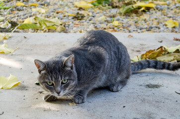 cat staring at you ready to attack