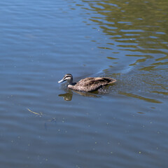 Duck swimming in a pond in a Sydney park NSW Australia
