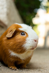 guinea pig relaxing in the garden