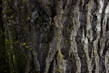 Close Up of Bark on Tree Stump. Old tree. many years old. carbon sink. close up of bark.macro photography. multi use. blog. article. background or backdrop. sunlight on bark.