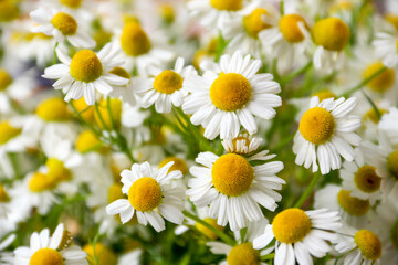 Obraz na płótnie Canvas Chamomile flower field. Camomile in the nature. Field of camomiles at sunny day at nature. Camomile daisy flowers in summer day. Chamomile flowers field wide background in sun light