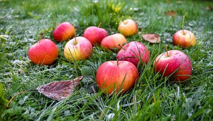 Red, ripe ra apples on green, frozen grass.
