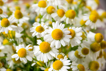 Chamomile flower field. Camomile in the nature. Field of camomiles at sunny day at nature. Camomile daisy flowers in summer day. Chamomile flowers field wide background in sun light