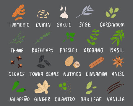 Spices and herbs set with labels. Flat hand drawn seasonings for spicy food at the kitchen. Cute culinary design elements for kitchen, menu, recipes. Pepper, anise, ginger, basil, cumin and others.