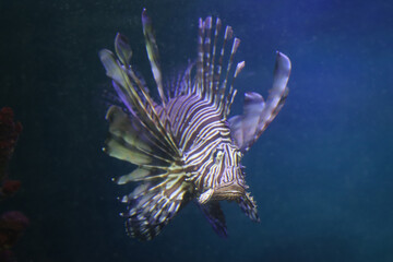 Tropical fish from the ocean lionfish zebra