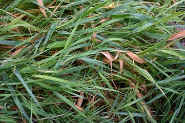Autumn grass covered with raindrops. Green background. Autumn mood.