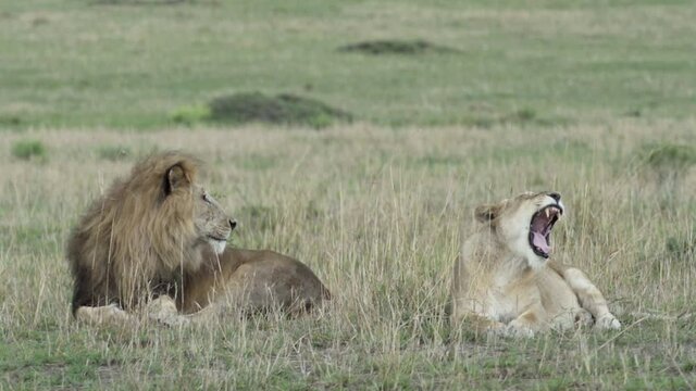 Pair of lions amicably sitting side by side in African grassland, lioness yawns and licks paws while male looks at her, medium to long shot showing all body parts