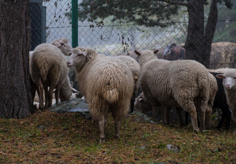 Obraz premium flock of sheep