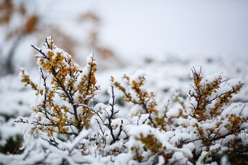 First snow