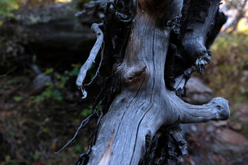 Naklejka na ściany i meble stump in autumn forest
