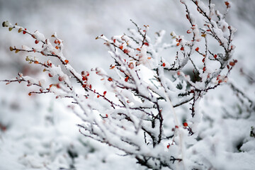 First snow