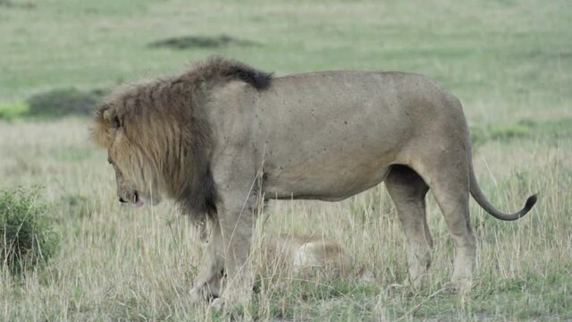 couple of lions during courtship: male stretches, walks away from female, urinates to mark territory