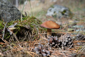 mushrooms in the forest