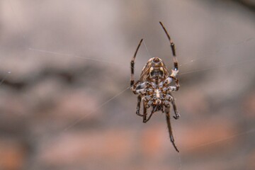 the uniqueness of spiders in each region is different in shape