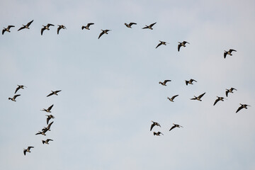 Bernache nonnette, .Branta leucopsis, Barnacle Goose