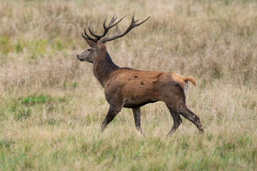 Cerf élaphe, cervus elaphus