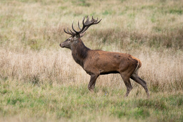 Cerf élaphe, cervus elaphus