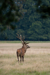 Cerf élaphe, cervus elaphus