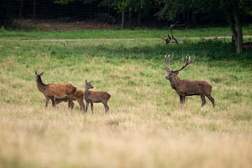 Cerf élaphe, biche, cerf, cervus elaphus