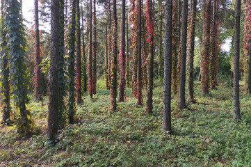 The trunks of the trees are overgrown with wild grapes. Mysterious forest background. Summer landscape template. Red leaves pattern for decoration. Park pattern for design. Nature flora background.