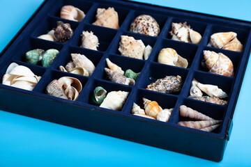 Collection of seashells in a box