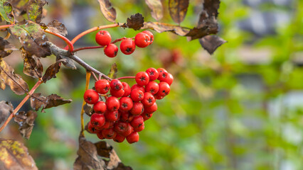 Rowan berries on a branch. Autumn harvest. Ripe red rowan berries on a tree branch.