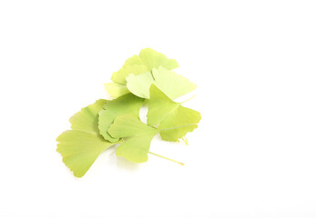 Ginkgo biloba leaves isolated on a white background